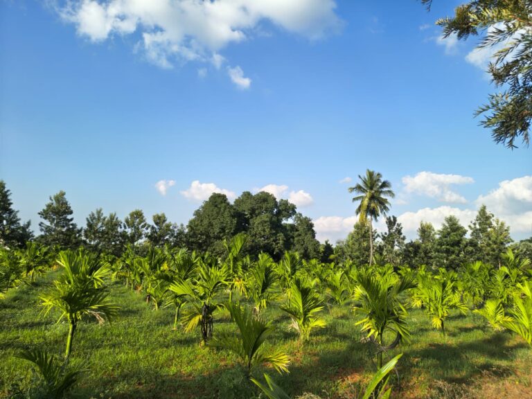 WhatsApp Image 2025-11-01 at 5.19.59 PM (1)