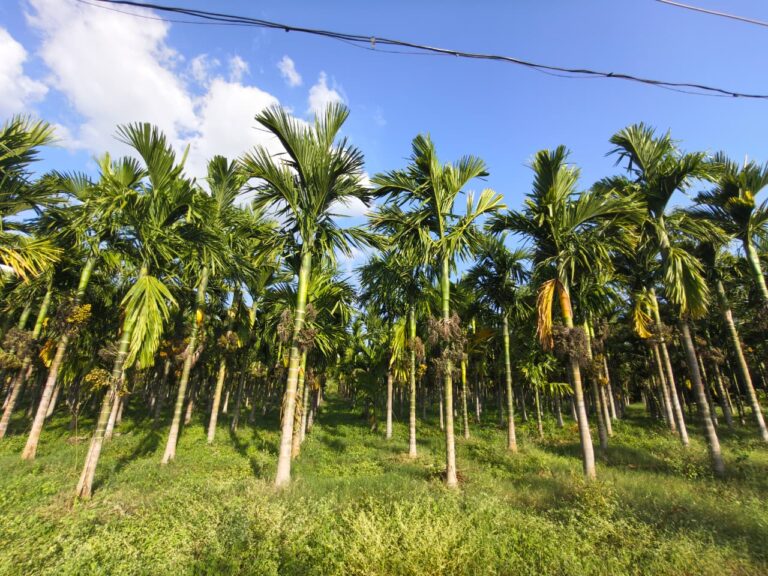 WhatsApp Image 2025-11-01 at 5.20.03 PM (1)