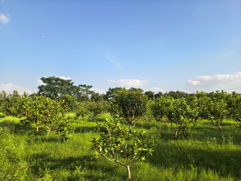 WhatsApp Image 2025-11-01 at 5.20.09 PM (2)